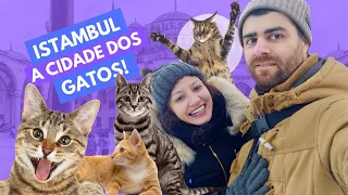 Istambul, Aqui Os Gatos Mandam na Cidade