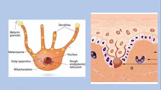 Lecture-152: Acquired Pigmentary Disorders:  Part- I. Rook's Chapter 88.