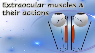 Extraocular muscles & their actions