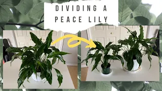 Peace Lily Propagation for Beginners