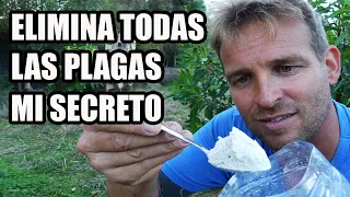 EL MEJOR INSECTICIDA ECOLOGICO || Tierra de Diatomeas