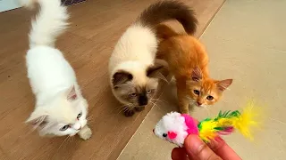 Charming Kitten Adventures Playful Moments Unleashed