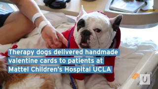 Canine Cupids Deliver Valentine Cheer to Hospitalized Patients | UCLA Mattel Children's Hospital