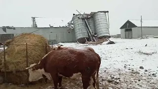 Кормление коров