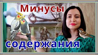 Минусы содержания попугая кореллы и воробья.