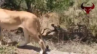 King Lions attack Gorillas, Herd Gorilla panic carry Baby on hisb back run Discovery