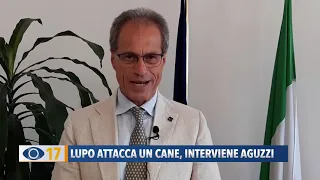 Lupo attacca un cane, interviene Aguzzi