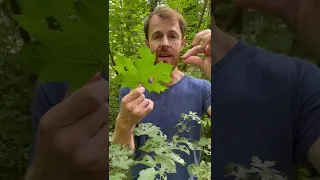 On mange les feuilles d’érable plane, les fleurs d’érable champêtre et le sirop d’érable sycomore