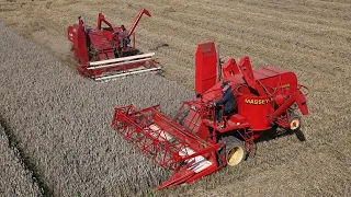 Harvesting wheat with 4x vintage 1940s Massey Harris 21 combines | The British Harvest Brigade