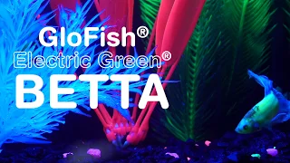 Introducing GloFish® Electric Green® Betta