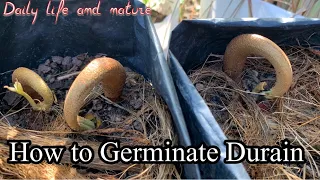 How To Germinate Durian | Planting Durian from Seeds? | Growing Durian Seeds