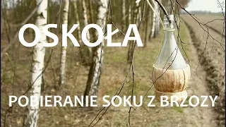 Sok z Brzozy (Oskoła) Jak pobierać, właściwości, porady, ciekawostki, historia (ZŻ92)