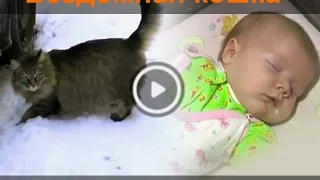 Бездомная кошка спасла младенца