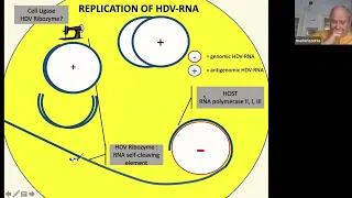 YW2024: "Hepatitis D: New Developments" by Mario Rizzetto