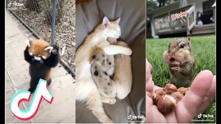 [FUNNY] Animals on Tik Tok (Tiktok compilation)