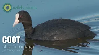 Coot - Fulica atra - short montage