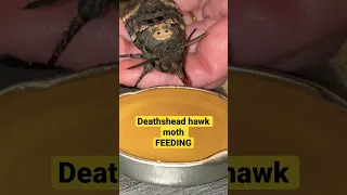 Deathshead Hawk moth feeding #deathhead #moth #insect #moths #hawkmoth