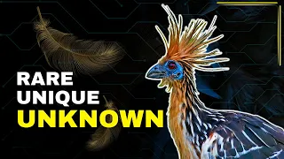 TOP 10 Animals You Didn't Know About Yet (unknown animals)