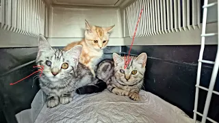 Найденные шотландские котята слепли на глазах | Какая болезнь  поражает их роговицу | Saving kittens