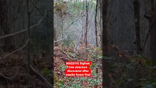 Massive Bigfoot Tree Structure Discovered After Nearby Forest Fire!