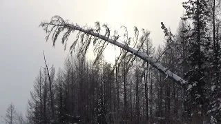 Ушёл очередной волк.