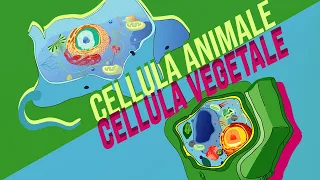 Differenza tra cellula ANIMALE e VEGETALE | Pillole di Scienza