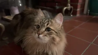 SIBERIAN Cat - loves to play fetch