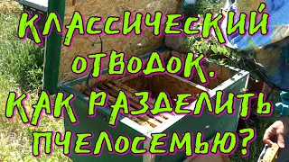 КЛАССИЧЕСКИЙ ОТВОДОК. КАК РАЗДЕЛИТЬ ПЧЕЛОСЕМЬЮ.