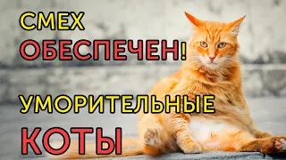 САМЫЕ СМЕШНЫЕ КОТЫ 2021! СМЕЯЛСЯ 5 МИНУТ