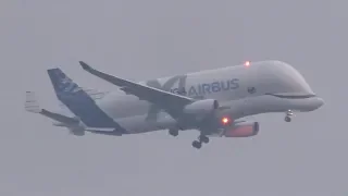 FIRST VISIT at HAMBURG / Airbus A330-743L - BELUGA XL / foggy evening flyby