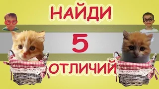 VLOG ШОК! У НАС почти ПЕРС КОТОРОГО чуть не купил МИСТЕР МАКС Kitten like Mr. Max