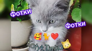 кіт Тім 🐈 нові фотки 🤪♥️🎉