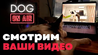 Разбираю ваши видео 🎙️ В прямом эфире 🐶