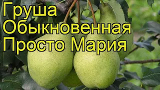 Груша обыкновенная Просто Мария. Краткий обзор, описание характеристик, где купить саженцы