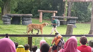 Aktraksi Tiger ...