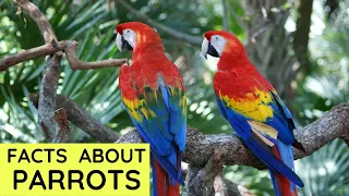 Parrot Facts for Kids | Interesting Educational Video about Parrots for Children | Fun Facts