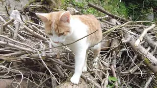 Cats Millie & Polly, Côtes d'Armor, Brittany, France 4th May 2024 #4K #cats