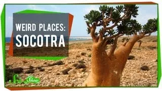 Weird Places: Socotra