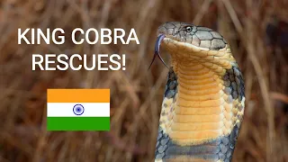 4 deadly venomous King cobras rescued in India, snake rescue under 2 minutes!