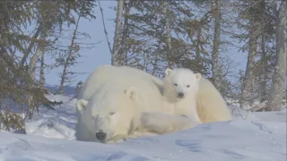 The Tiny Polar Bear Cub Faces Her Biggest Challenge