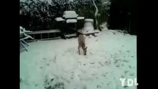 Подборка приколов с собаками. A selection of jokes with dogs.