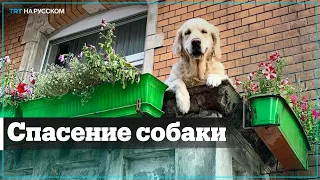 Как в Стамбуле спасали собаку всем домом