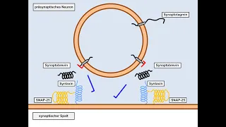 Neurotoxine 1