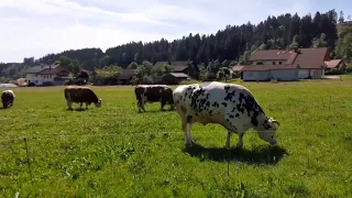 Frisches Grün für unsere älteren Kühe