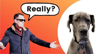 RIDICULOUS Questions & Comments Great Dane Owners Hear!