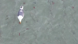 Seagull eats a crab lunch