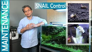 How to control snails in planted aquarium| Snail Traps| How to get rid of snails| Snail control