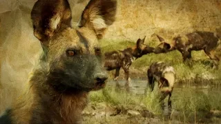 How Pack Mentality Ensures These Wolves' Survival | BBC Earth