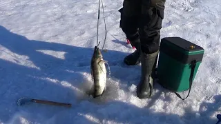 ЗАКРЫТИЕ ЗИМНЕГО СЕЗОНА РЫБАЛКИ НА ОБСКОМ ВОДОХРАНИЛИЩЕ. РЫБАЛКА НА СУДАКА