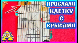 ПРИСЛАЛИ КЛЕТКУ С КРЫСАМИ! / ЛАПКА ПОЛОМАЛАСЬ! / КОРМ ДЛЯ ХОМЯКА / 2 часть / Alisa Easy Pets